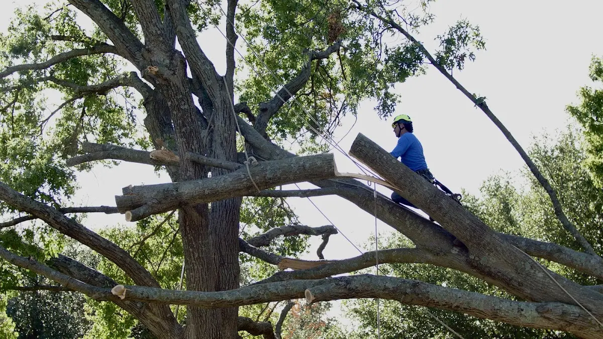 Professional Crown Thinning performed by certified arborists in Brookeville