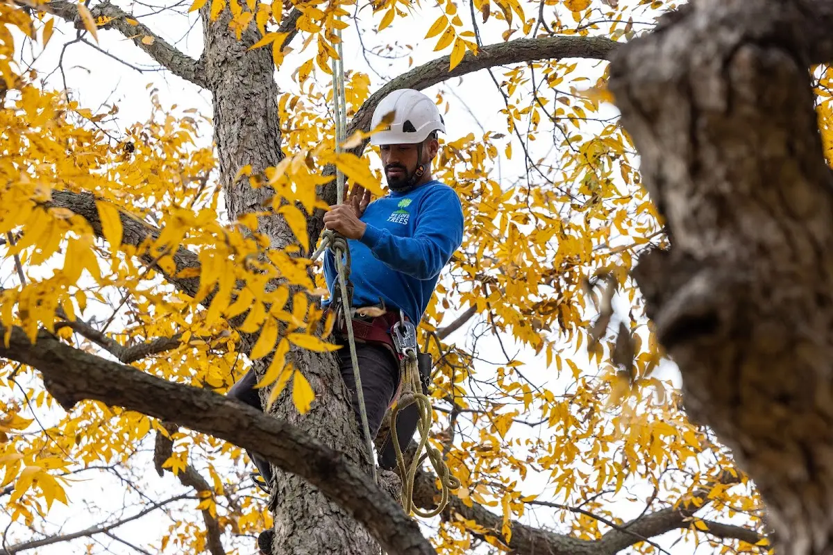 Skilled Tree Transplanting crew working in Brookeville